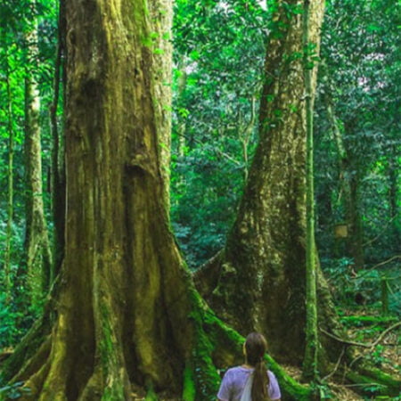 Cuc Phuong National Park 1000 yrs tree
