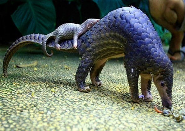 Cuc Phuong Pangolins