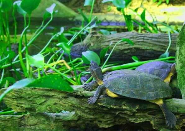 Cuc Phuong Turtle Center