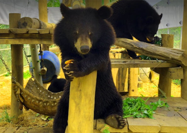 Ninh Binh Bear Sanctuary