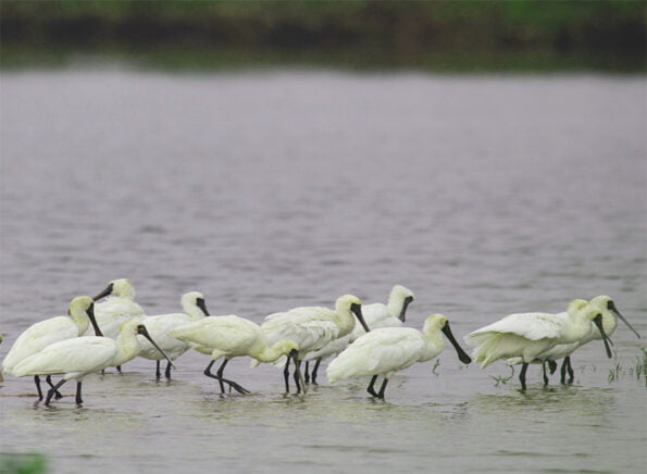 Xuan Thuy Bird Park