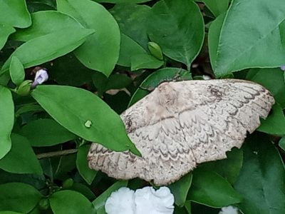 Cuc Phuong leaf butterfly