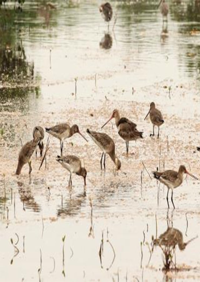Xuan Thuy Birding