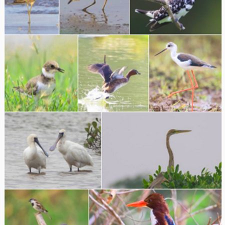 Xuan Thuy National Park Bird watching tour
