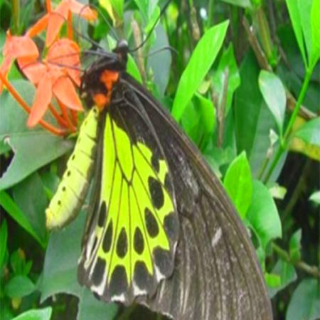 Butterfly day tour from Ninh Binh