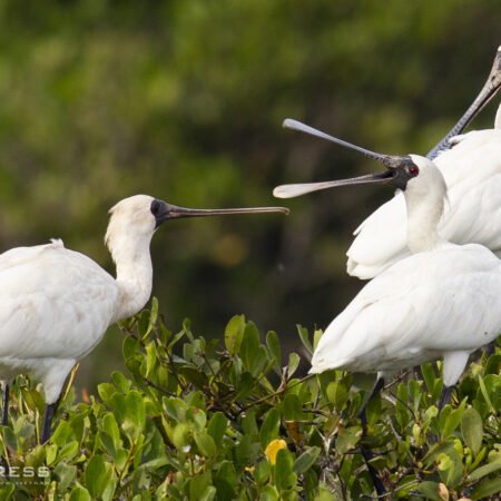 Cuc Phuong - Xuan Thuy National Park Bird Watching 4 Days tour