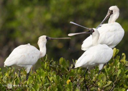 Cuc Phuong - Xuan thuy national park 4 days bird watch