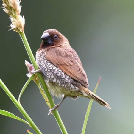 Tam Dao 2 days bird watching tour from Hanoi