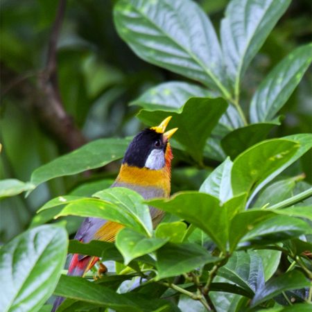 Hanoi - Ba Vi National Park bird watching 2 days tour