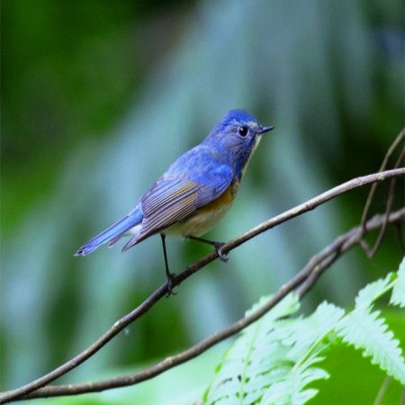 Hanoi Tours - Ba Vi Bird watching full day tour