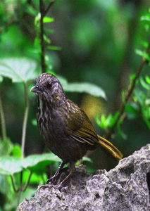 Cat Ba primate reserve