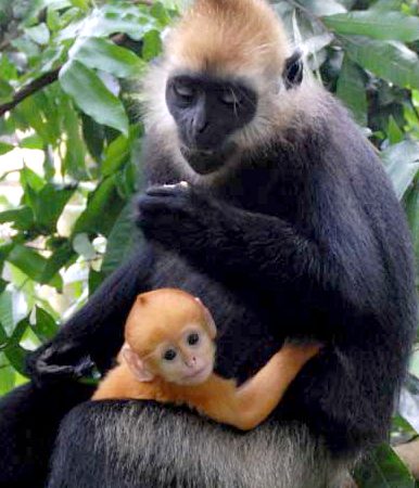 Hanoi - Cat Ba National Park Langurs and Bird Watching 3 Days tour