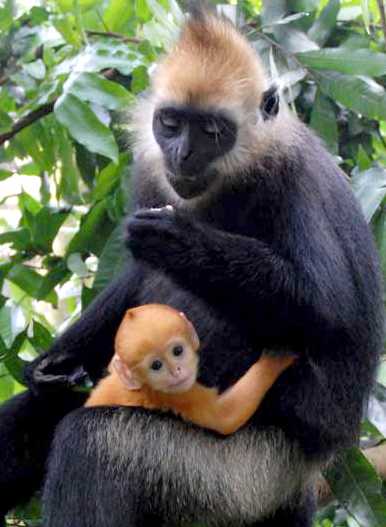 Hanoi - Cat Ba National Park Langurs and Bird Watching 3 Days tour