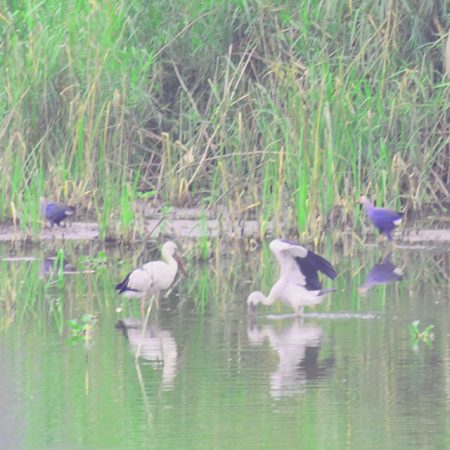 Hanoi - Van Long nature reserve birding & wildlife explore day trip