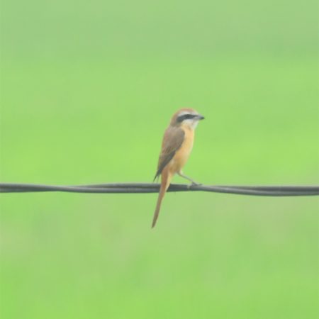 Hanoi Botanical Garden &  Red River Island bird watching tour by motorbike day trip