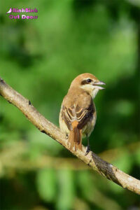 Hanoi Birds - The bird list of Hanoi
